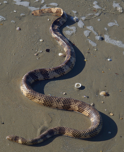 http://www.net4info.de/photos/cpg/albums/userpics/10002/Acalyptophis_peronii.jpg