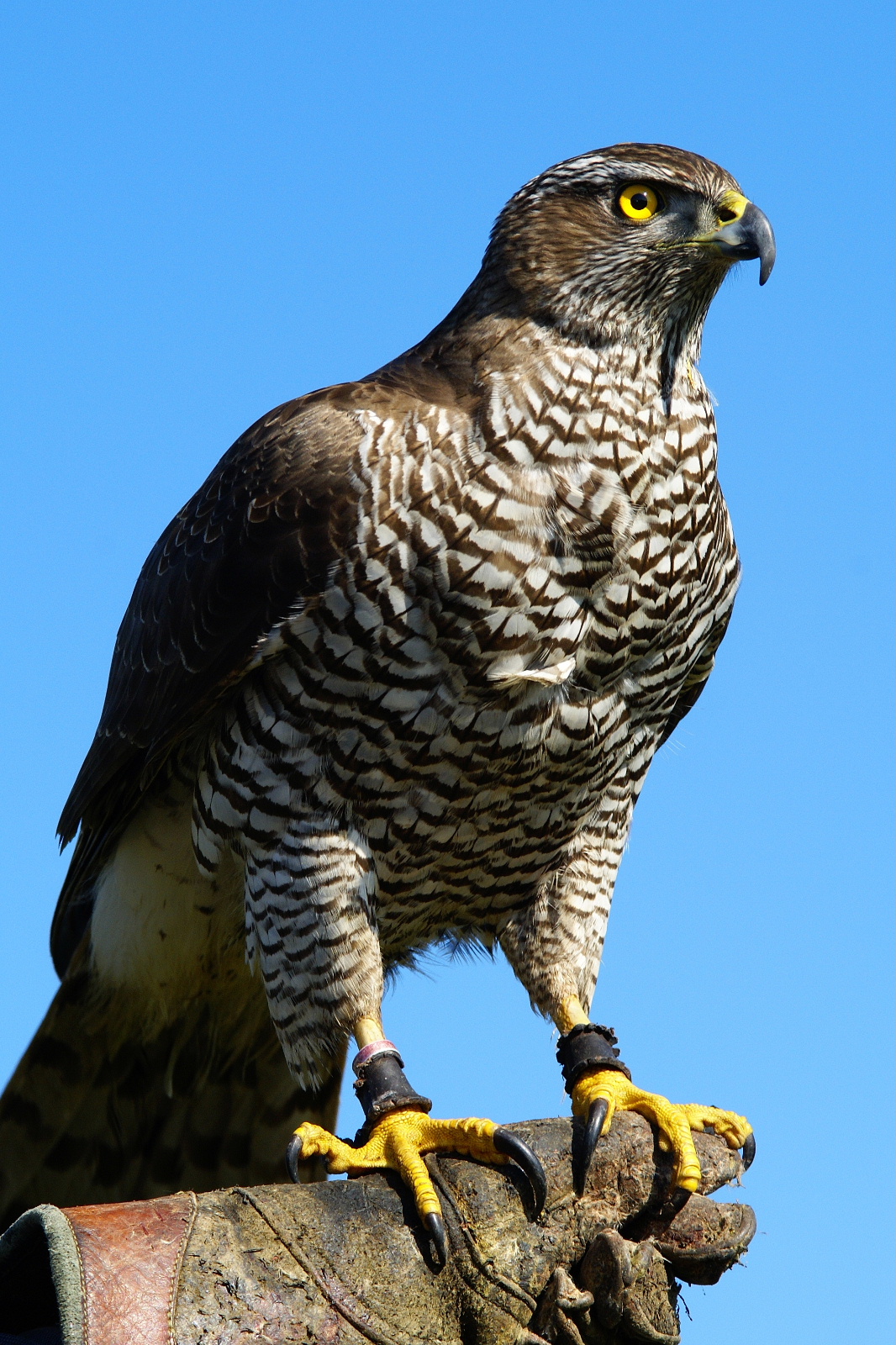 /assets/contentimages/Accipiter_gentilis.JPG