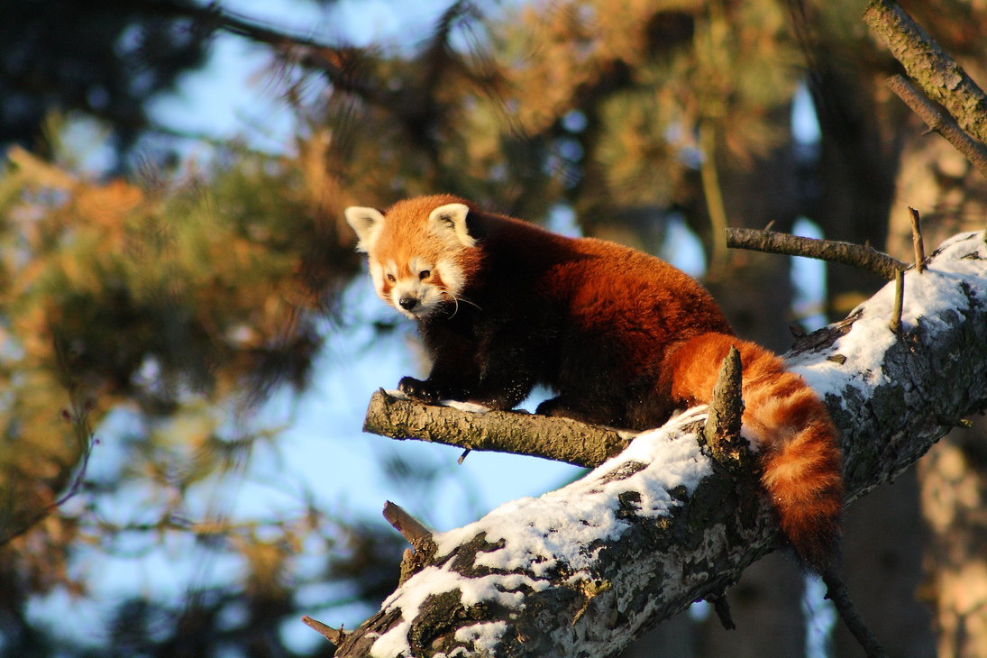 /assets/contentimages/Ailurus_fulgens.jpg