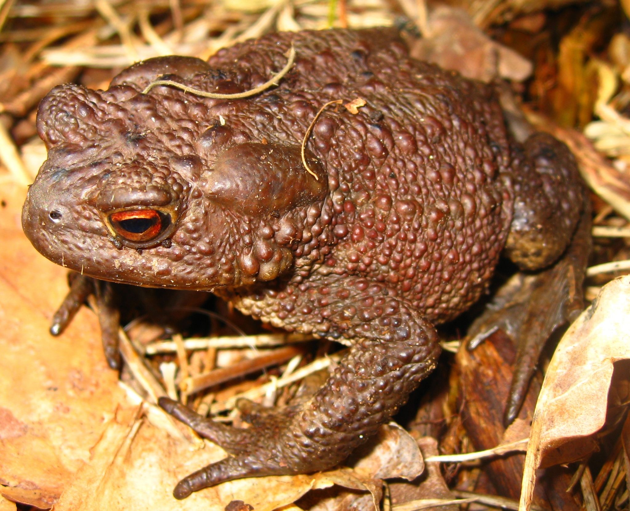 http://www.net4info.de/photos/cpg/albums/userpics/10002/Bufo_verrucosissimus.jpg