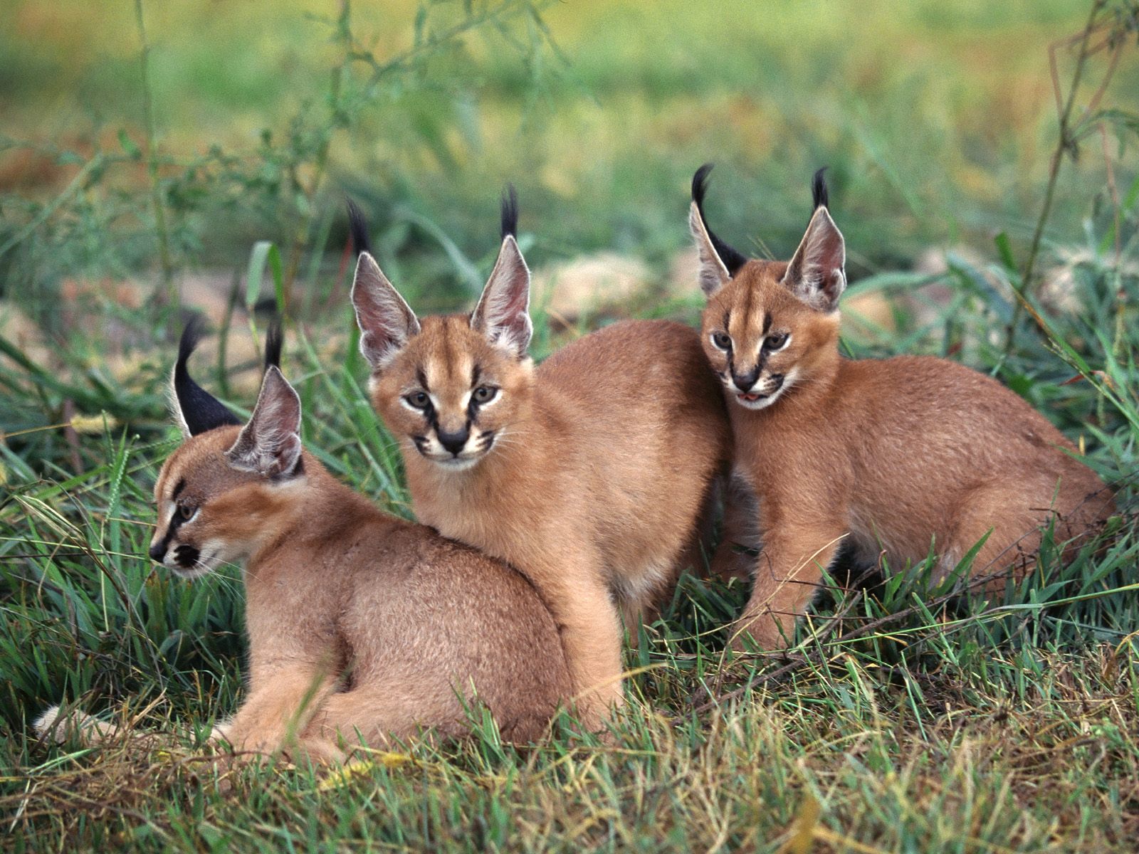 http://www.net4info.de/photos/cpg/albums/userpics/10002/Caracal_caracal.jpg