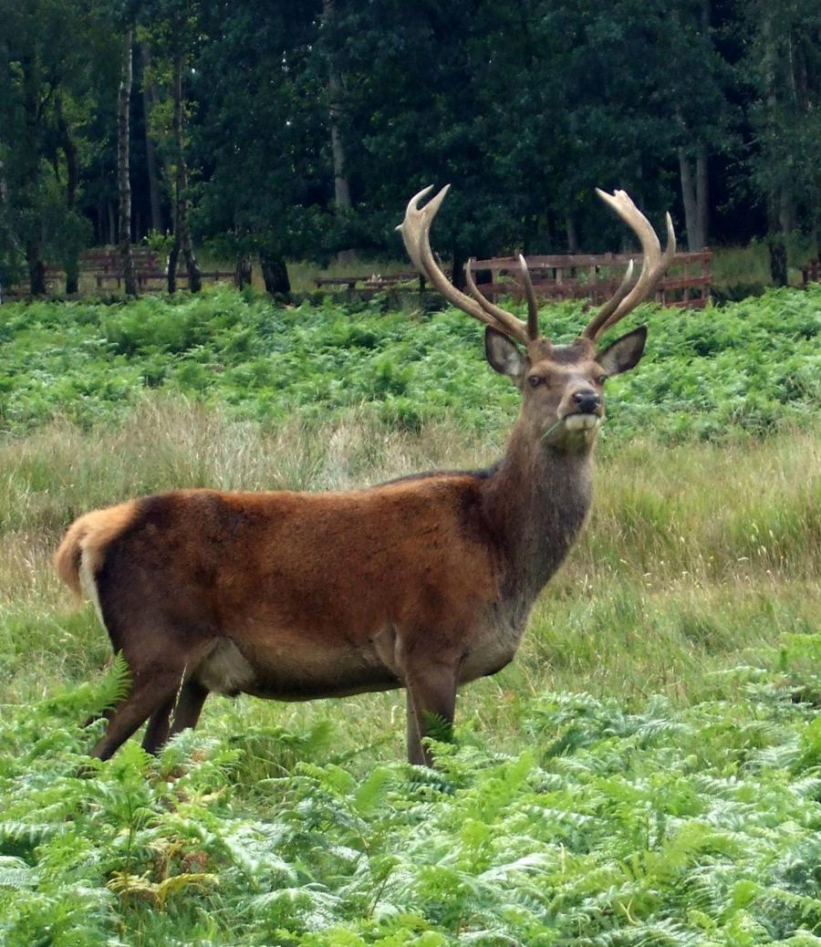 http://www.net4info.de/photos/cpg/albums/userpics/10002/Cervus_elaphus.JPG