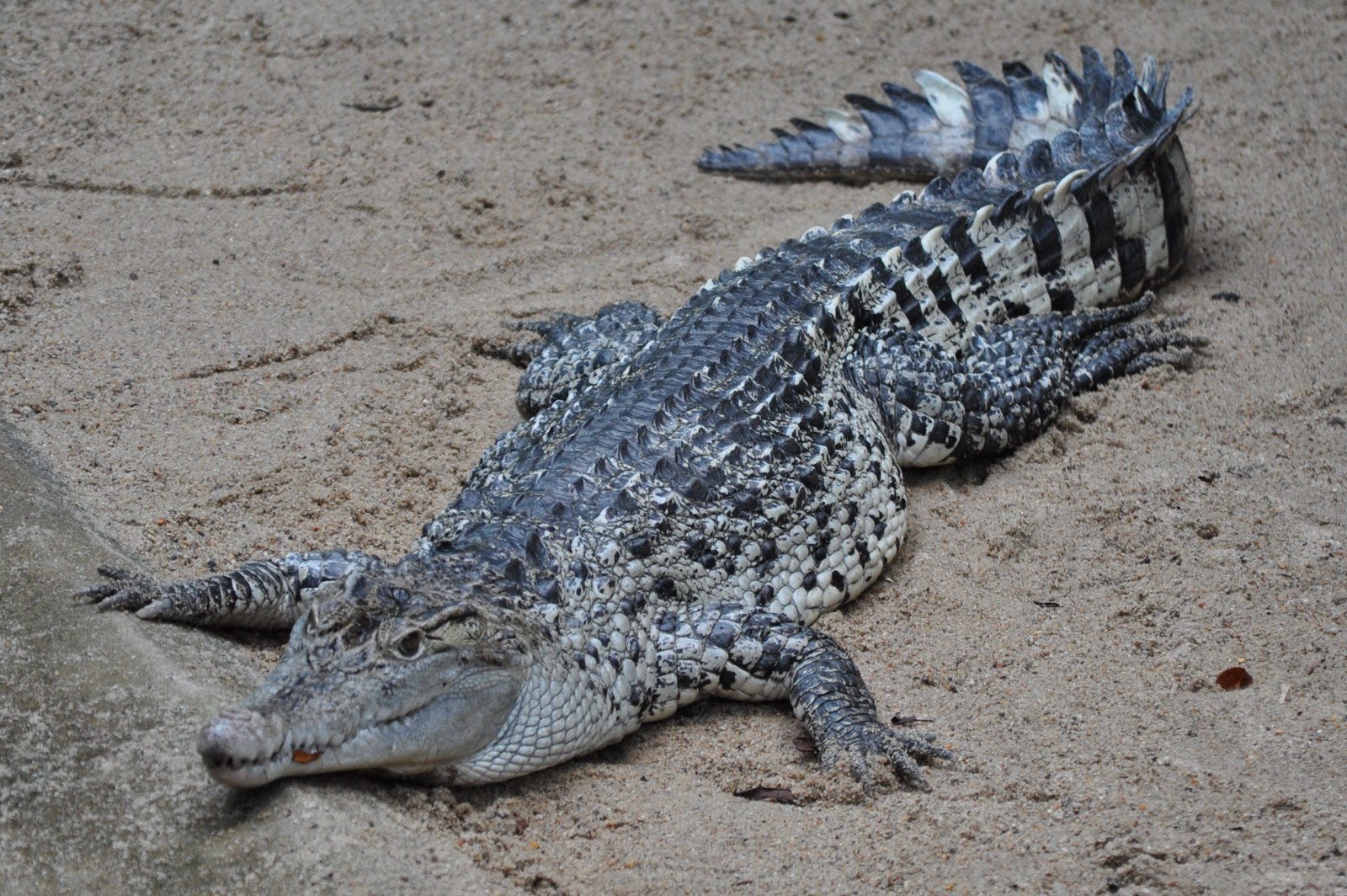 http://www.net4info.de/photos/cpg/albums/userpics/10002/Crocodylus_novaeguineae.JPG