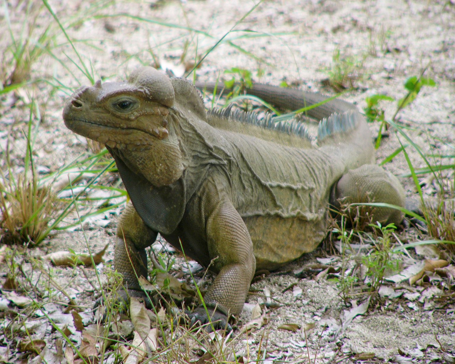 /assets/contentimages/Cyclura_cornuta.jpg