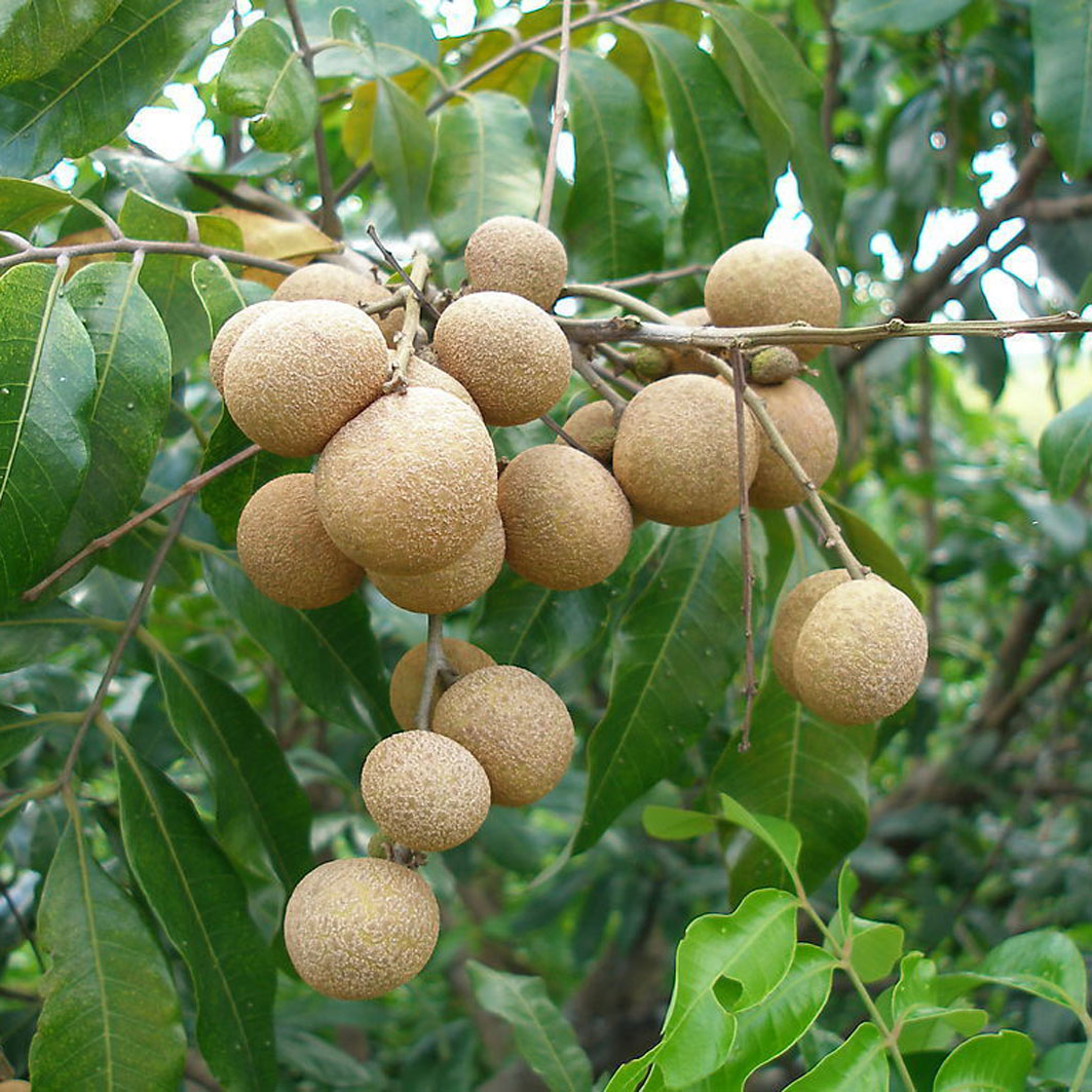 /assets/contentimages/Dimocarpus_longan.jpg