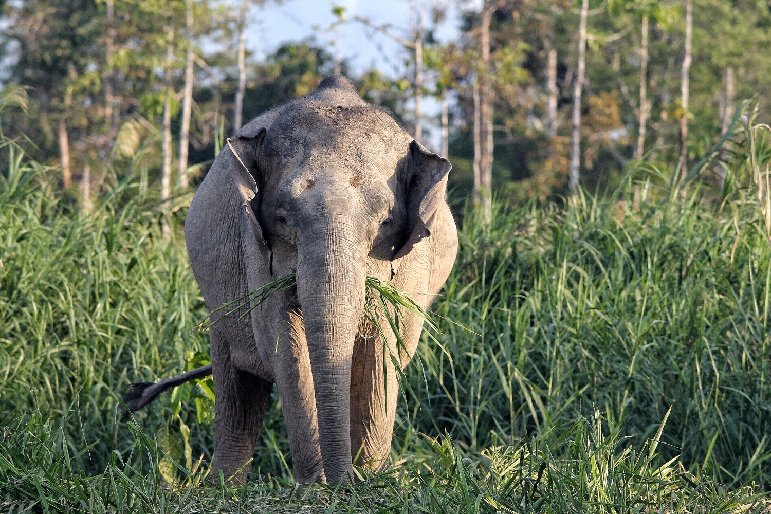 http://www.net4info.de/photos/cpg/albums/userpics/10002/Elephas_maximus_borneensis.jpg