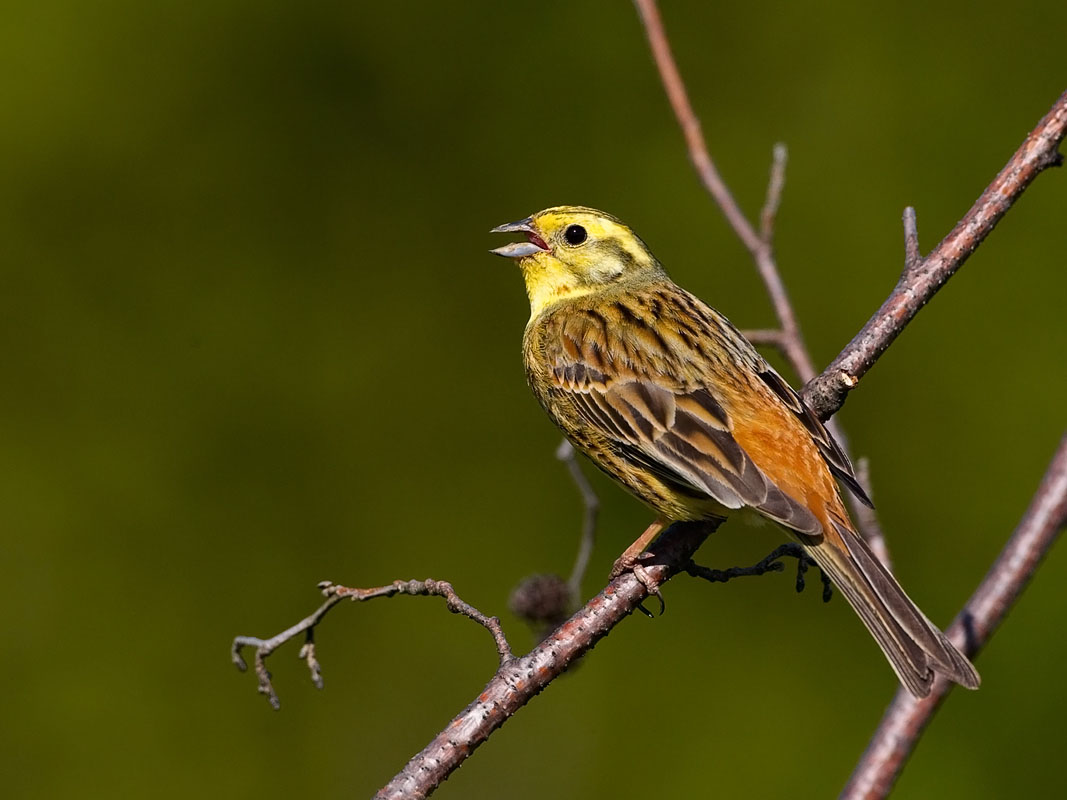 /assets/contentimages/Emberiza_citrinella.jpg