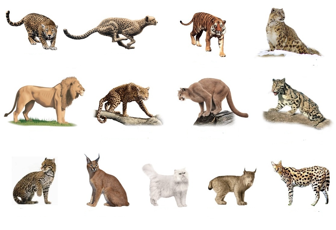 /assets/contentimages/Felidae.jpg