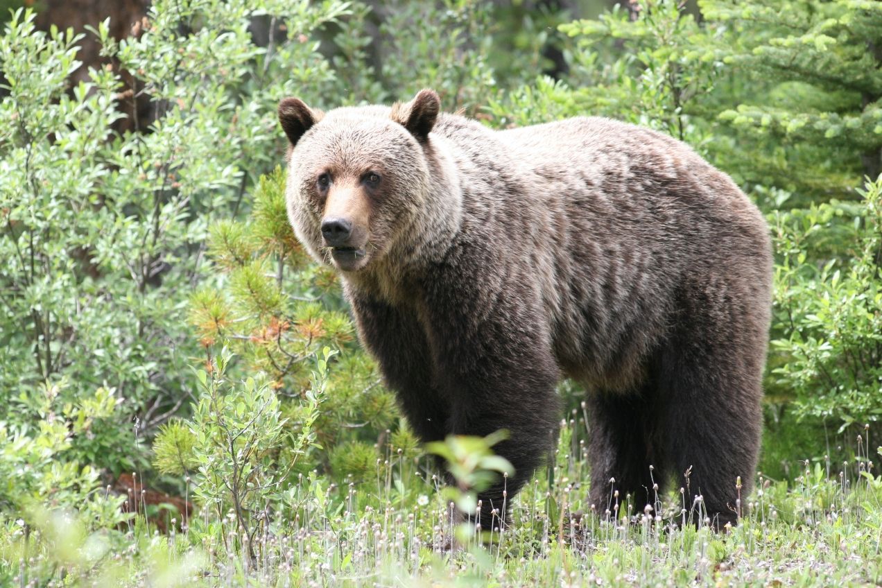 /assets/contentimages/Grizzlybaer.JPG