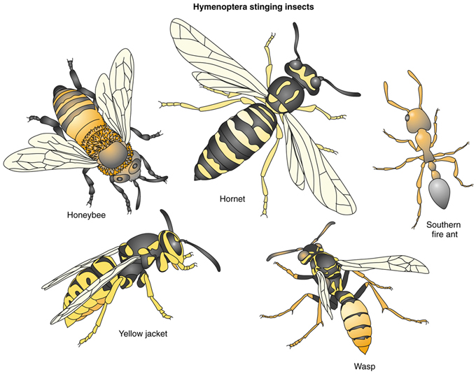 /assets/contentimages/Hymenoptera.jpg