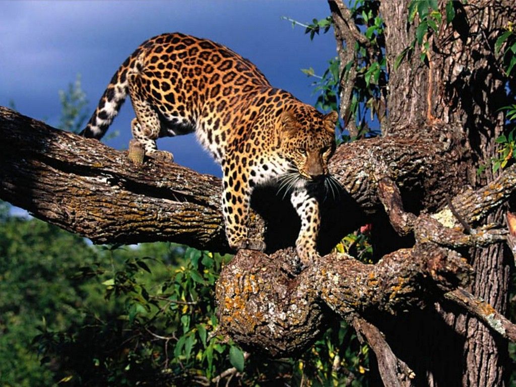 /assets/contentimages/Leopard.jpg