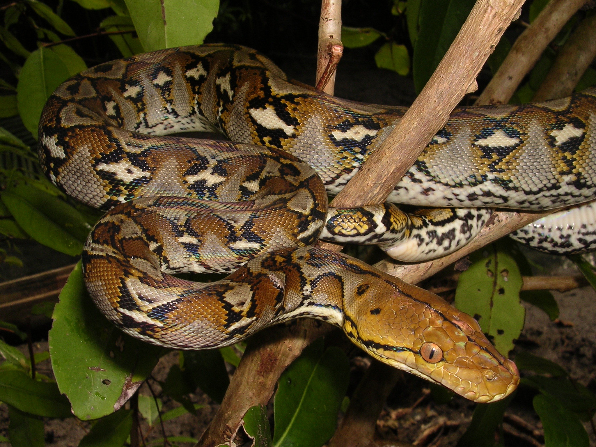 http://www.net4info.de/photos/cpg/albums/userpics/10002/Malayopython_reticulatus.jpg