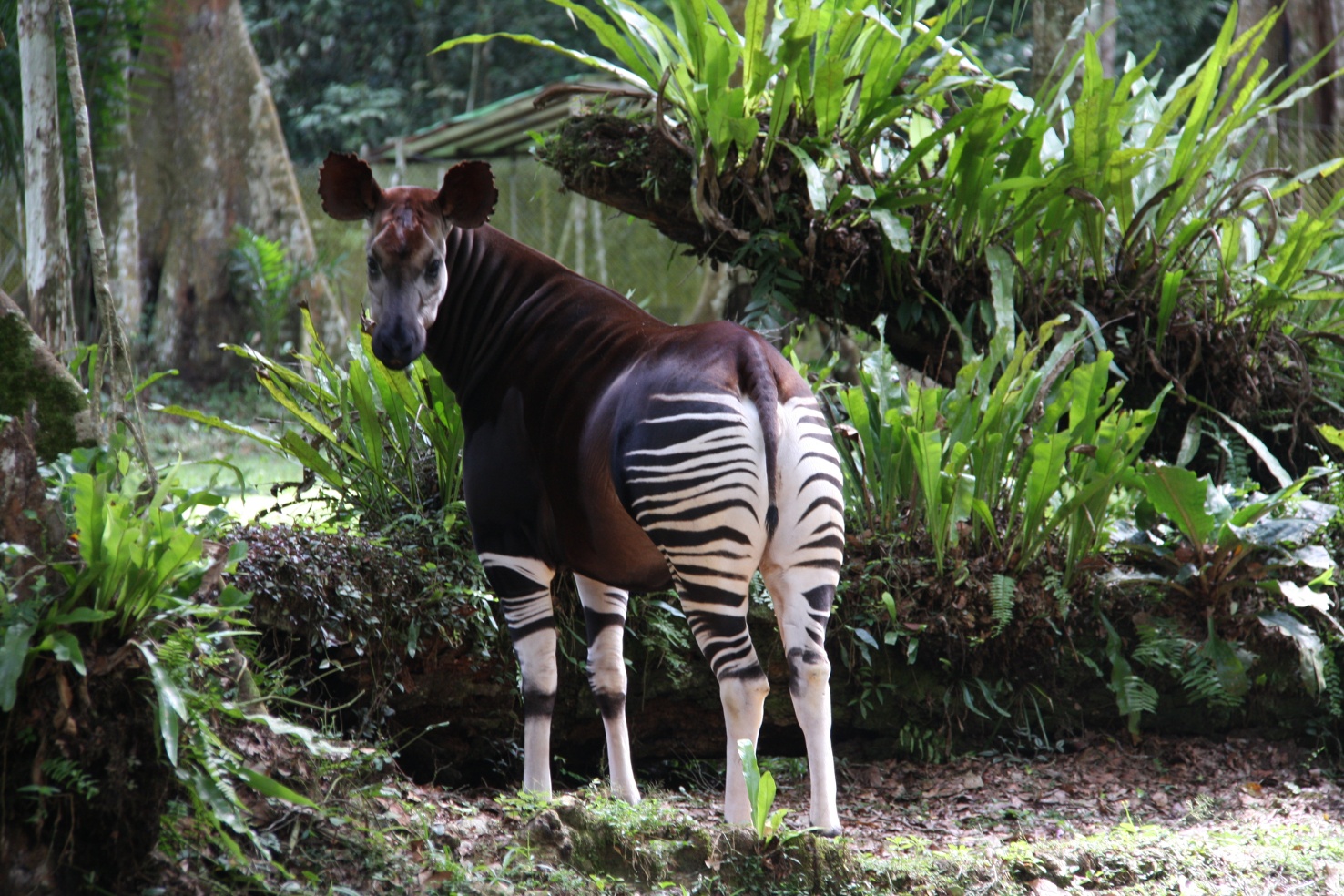 /assets/contentimages/Okapi.jpg
