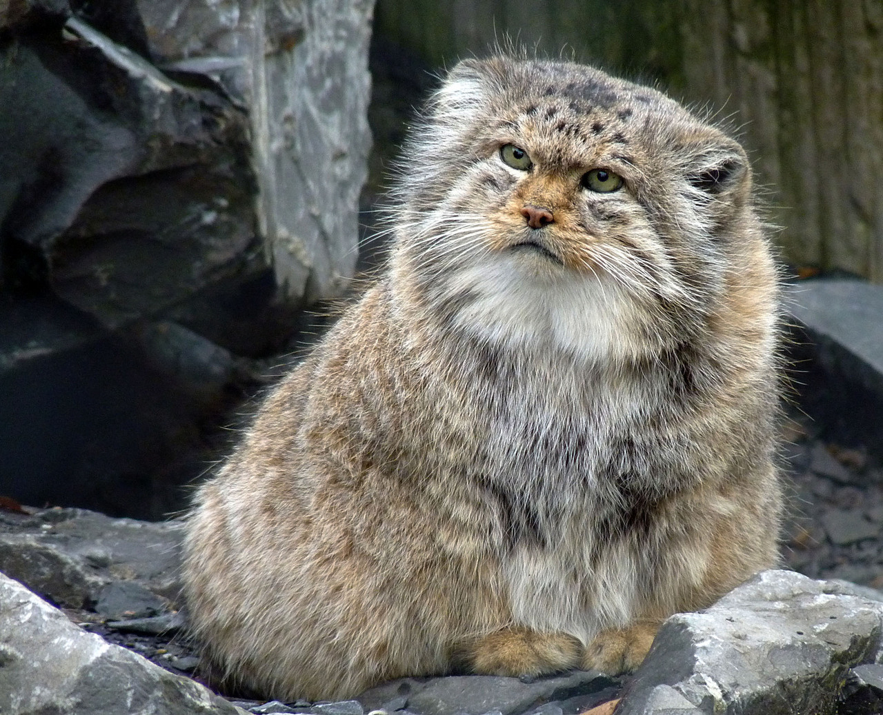 /assets/contentimages/Otocolobus_manul.jpg