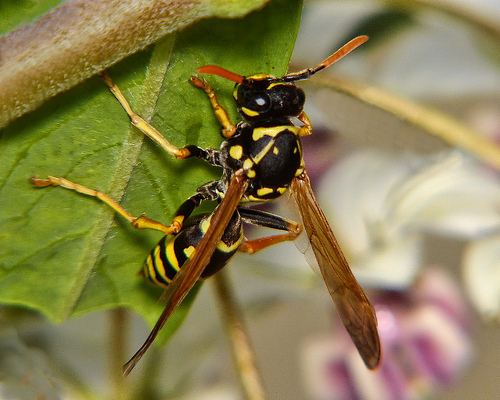 /assets/contentimages/Polistes_chinensis.jpg