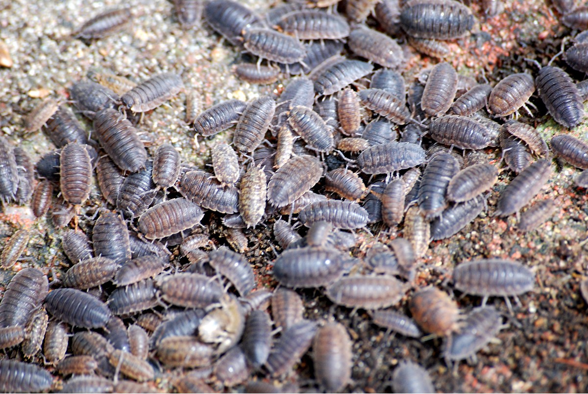 /assets/contentimages/Porcellio_scaber.JPG