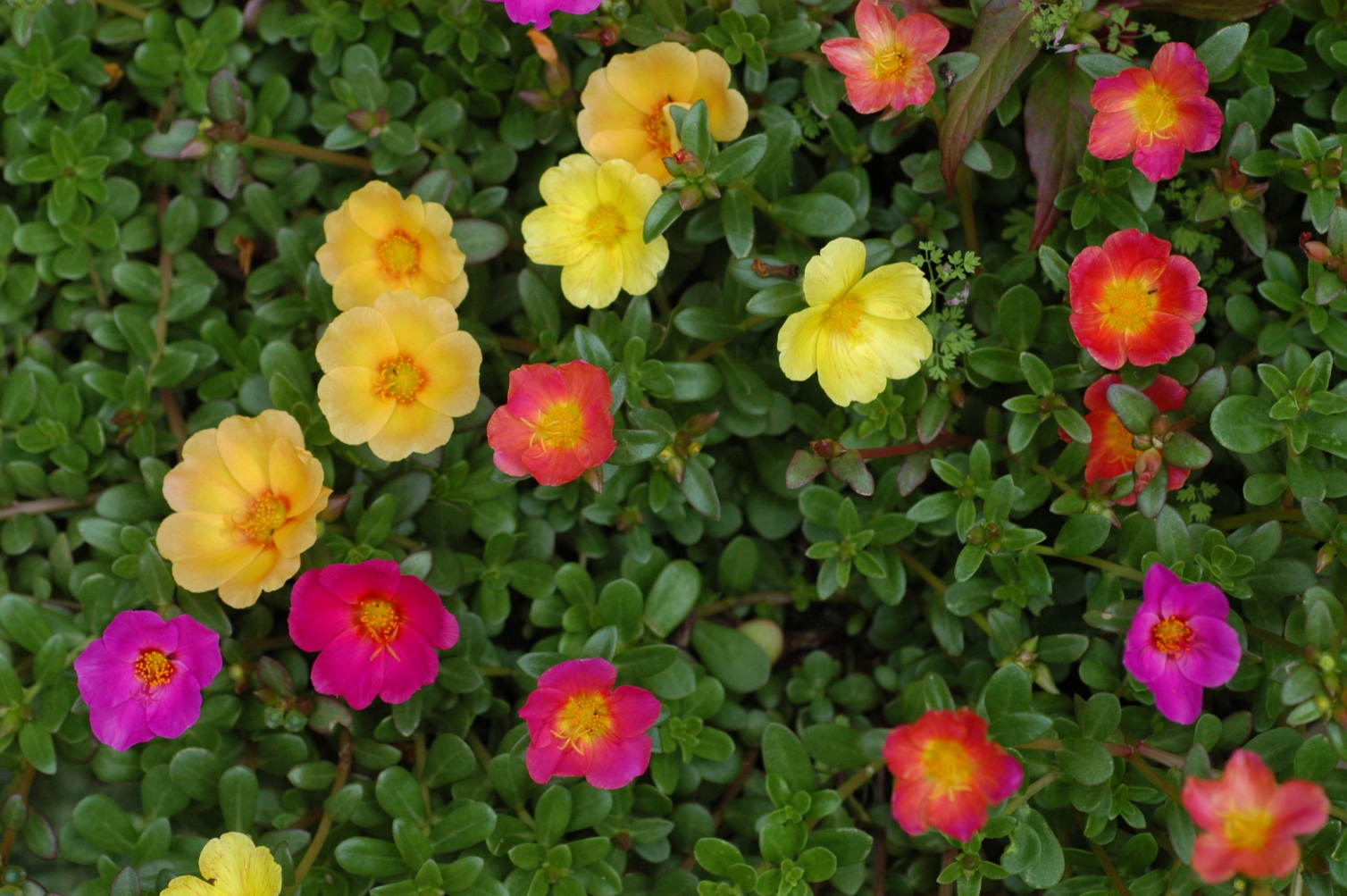 /assets/contentimages/Portulaca.jpg