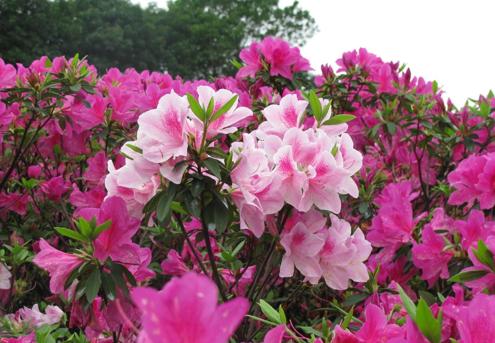/assets/contentimages/Rhododendron.jpg