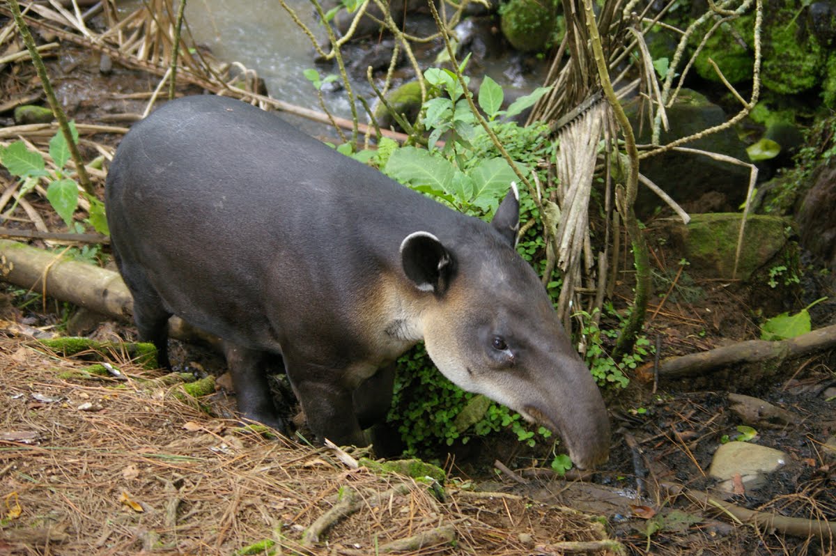 /assets/contentimages/Tapirus_bairdii.jpg