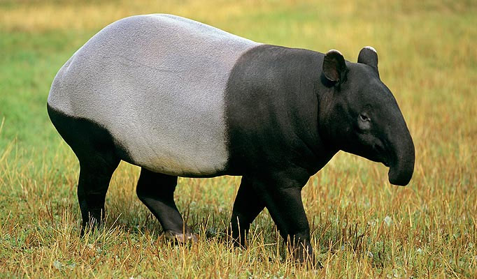 http://www.net4info.de/photos/cpg/albums/userpics/10002/Tapirus_indicus.jpg